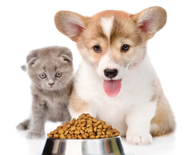 The Latest on Pet Probiotics